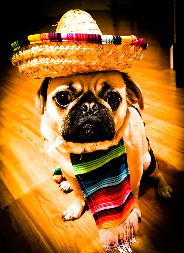 /images/uploads/pug nation rescue of los angeles/2018pugnation/entries/6169thumb.jpg